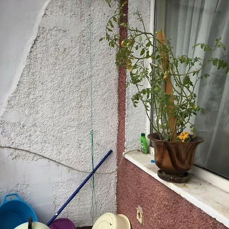 Jivko's *